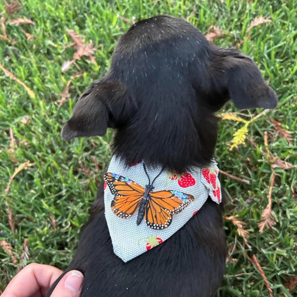 Customized/customizable Doggy Bandanas